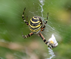 Argiope bruennichi