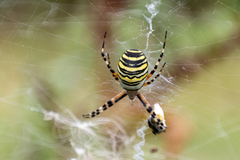 Argiope bruennichi