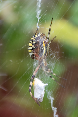 Argiope bruennichi