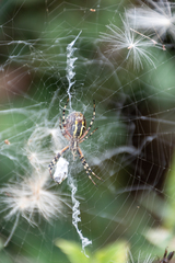 Argiope bruennichi