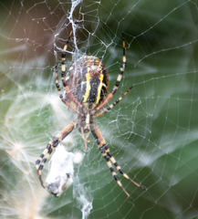 Argiope bruennichi