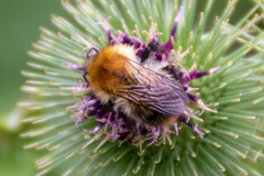 Bombus pascuorum