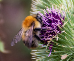 Bombus pascuorum