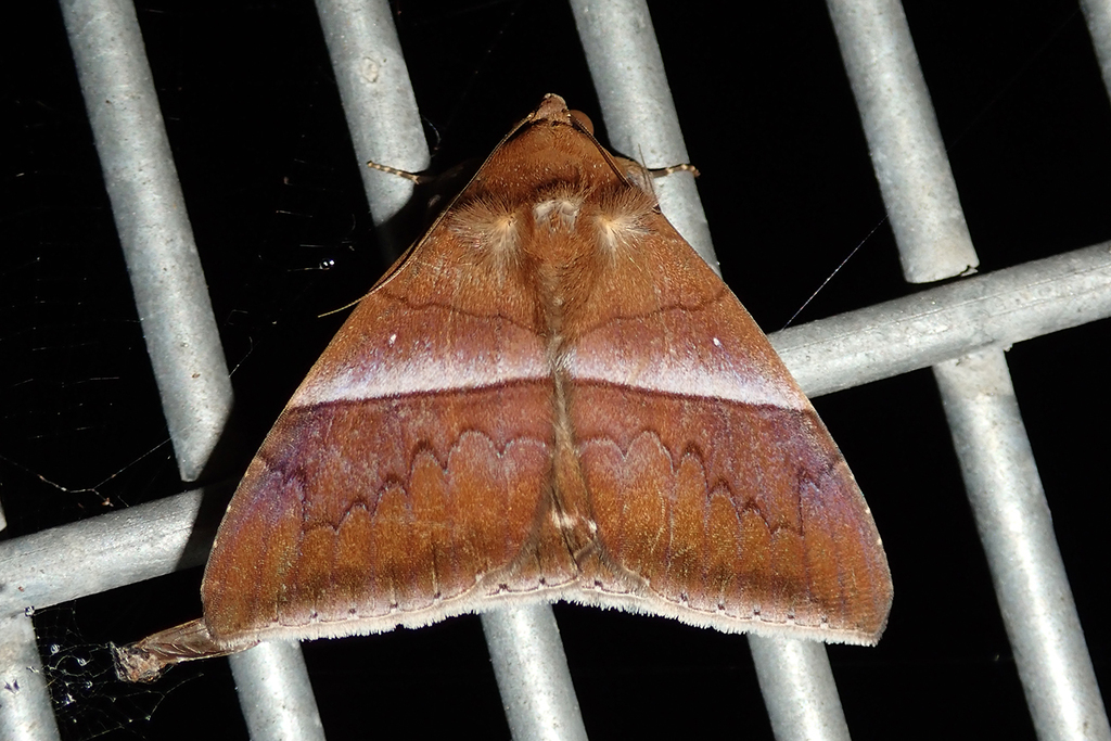 Parallelia calefaciens