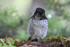 Petroica macrocephala toitoi