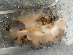 Thysanozoon brocchii