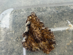 Thysanozoon brocchii