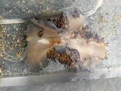 Thysanozoon brocchii