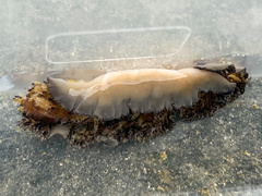 Thysanozoon brocchii