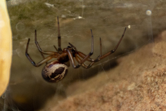 Steatoda nobilis