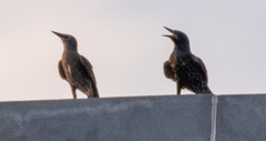 Sturnus vulgaris