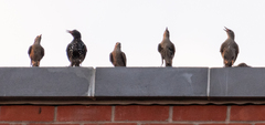 Sturnus vulgaris