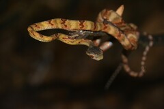 Boiga cynodon