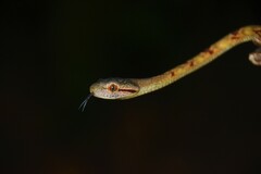 Boiga cynodon