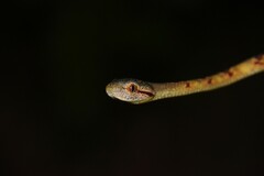 Boiga cynodon