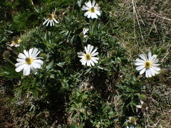 Ranunculus anemoneus