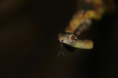 Boiga cynodon