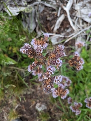 Phacelia secunda