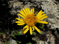 Pentanema spiraeifolium