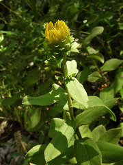 Pentanema spiraeifolium