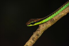 Dendrelaphis formosus