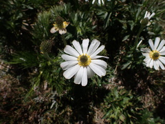 Ranunculus anemoneus