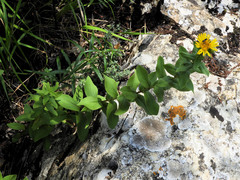 Pentanema spiraeifolium