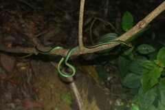 Dendrelaphis formosus