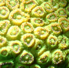 Plesiastrea versipora