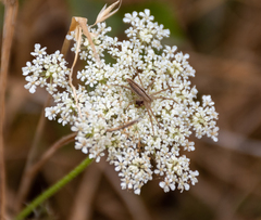 Achillea millefolium