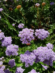 Pseudoselago serrata