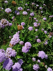 Pseudoselago serrata