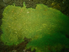 Plesiastrea versipora