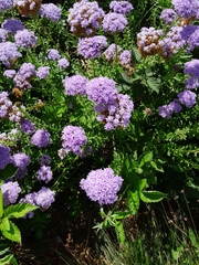 Pseudoselago serrata