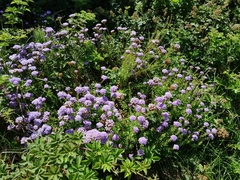 Pseudoselago serrata