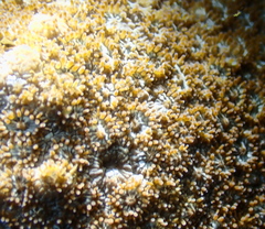 Plesiastrea versipora