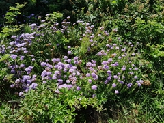 Pseudoselago serrata