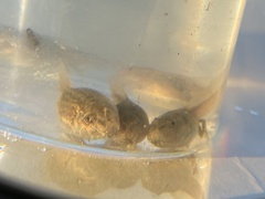 Pelodytes atlanticus