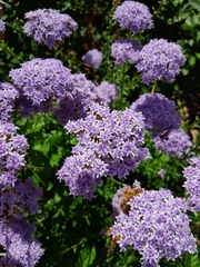 Pseudoselago serrata