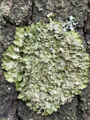 Melanohalea exasperatula