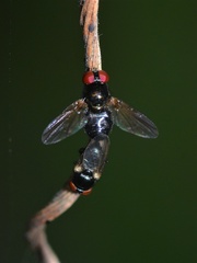 Silba