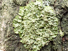 Melanohalea exasperatula