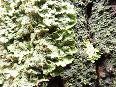 Melanohalea exasperatula