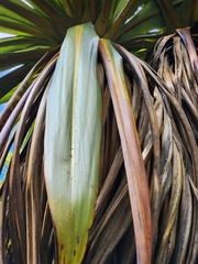 Cordyline indivisa