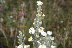 Olearia brevipedunculata
