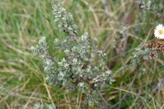 Olearia brevipedunculata