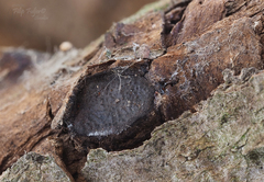 Biscogniauxia dennisii