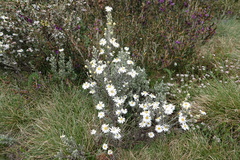 Olearia brevipedunculata
