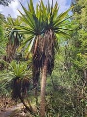 Cordyline indivisa