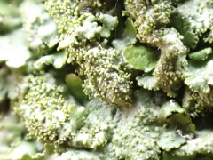 Melanohalea exasperatula